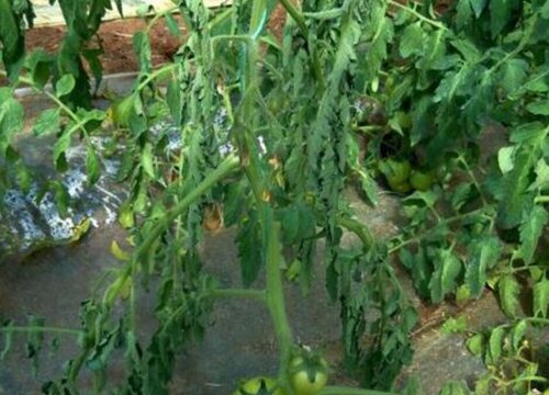 番茄病虫害防治技术与方法措施