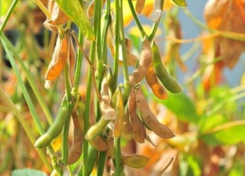 黄豆亩产量一般多少斤 种植一亩成本多少钱