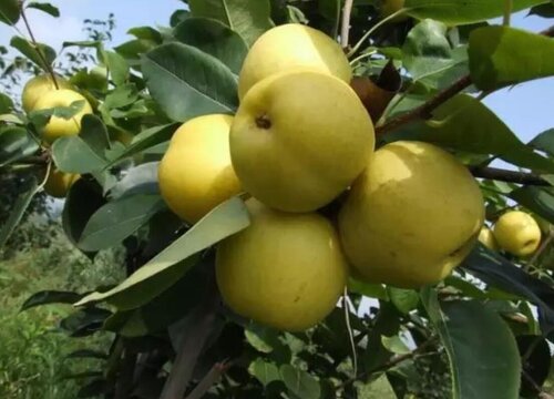 梨有哪些品种 好吃的新品种梨名称及图片