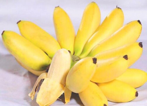 小米蕉和香蕉的区别