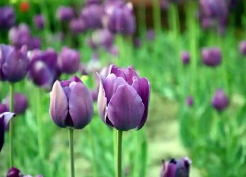 紫色郁金香花语和寓意 象征意义是什么