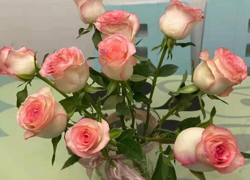 男人送女人66朵花是什么意思 送66多玫瑰花寓意