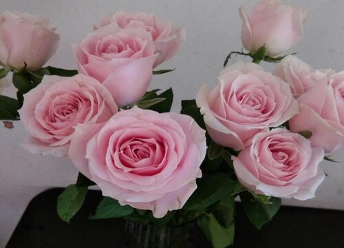 粉色玫瑰花的花语是什么寓意 粉色玫瑰代表的花语（大全）
