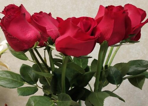 七朵玫瑰的花语是什么意思 代表什么寓意