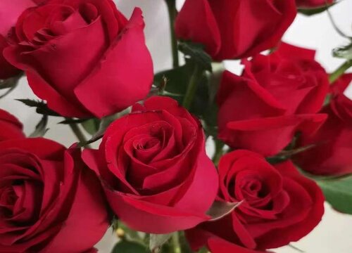 12朵红玫瑰代表什么花语