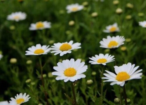 白晶菊什么时候开花 开花时间是什么季节