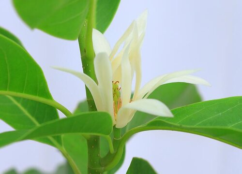 白兰一年开几次花 植物说