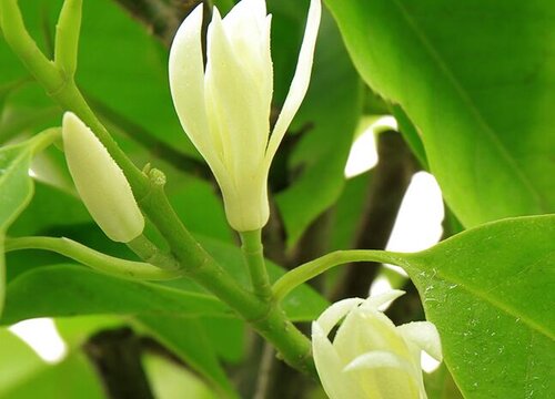 白兰花耐寒最低温度白兰花能耐多少度低温 植物说