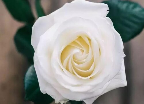 9朵白玫瑰代表什么花语