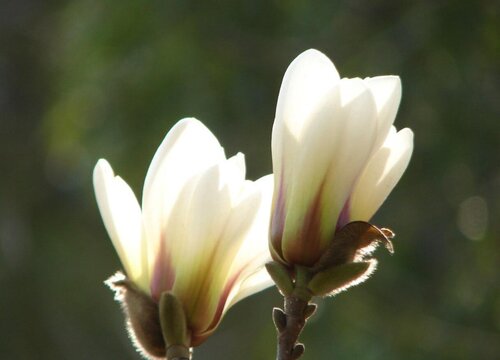 白玉兰花一年开几次花