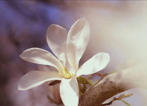 白玉兰花什么时候开花 一般几月份开花