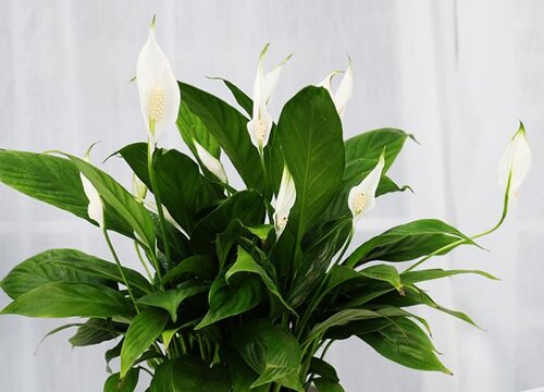 开白色花的植物有哪些（常见开白色花的植物图片及名称）