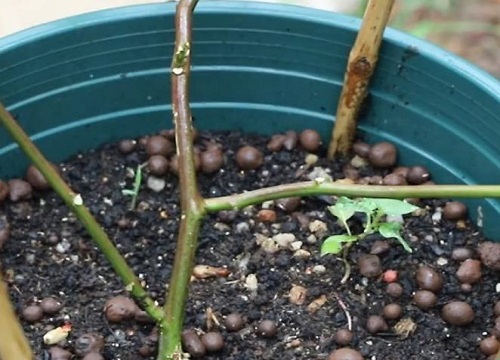 盆栽百香果怎么养 百香果盆栽的养殖方法