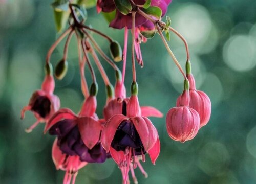 红萼苘麻如何养护一年四季开花不断