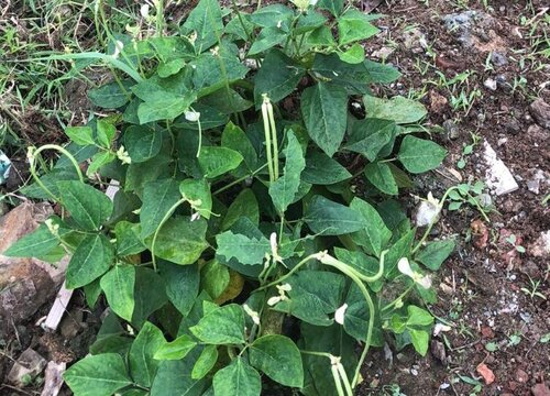 小扁豆种植时间和方法