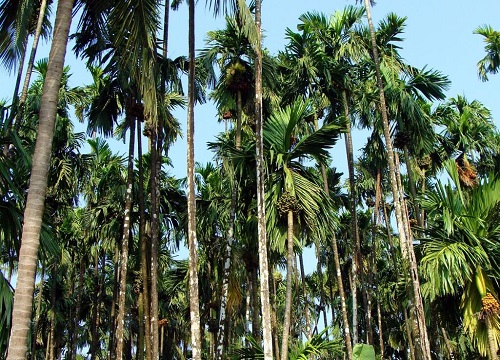槟榔树和椰子树的区别