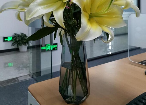 玻璃瓶可以种花吗 玻璃瓶子可以放土养花吗