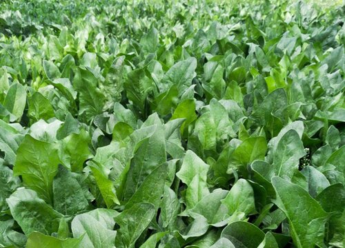 冬菠菜种植时间和方法 种植与管理方法