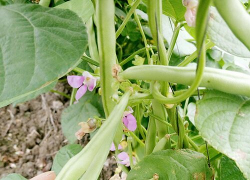 菜豆种植时间和方法