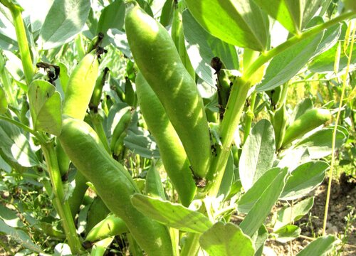 种蚕豆用什么肥料最好 蚕豆底肥需要施什么肥料
