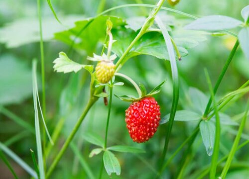 露天草莓几月份种植最好 种植时间