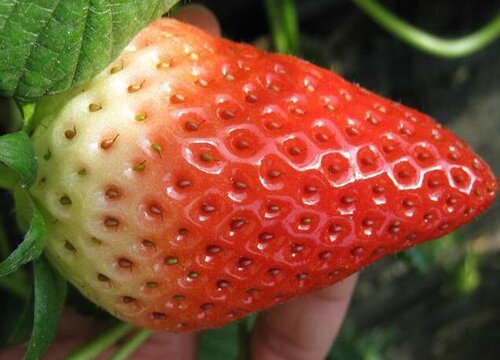 大棚草莓什么时候种植最好