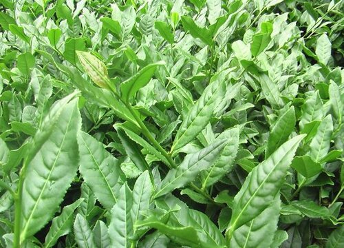 种植茶叶的成本和利润