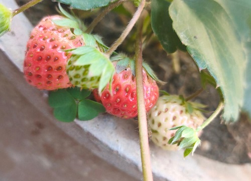 草莓怎么度夏安全