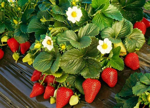如何配制盆栽草莓的植料