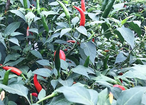 朝天椒的种植方法和时间 最晚什么时候种植