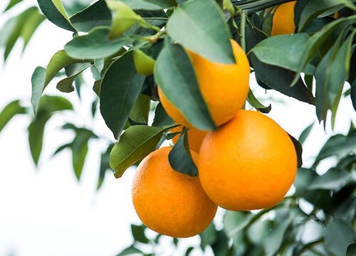 橙子什么季节成熟 一般是几月份成熟