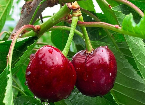 车厘子和大樱桃是一种水果吗 品种口感有区别