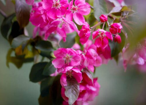 垂丝海棠一年开几次花