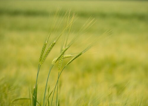 大麦种植时间和方法