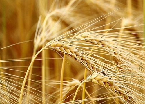 大麦和小麦的区别图片