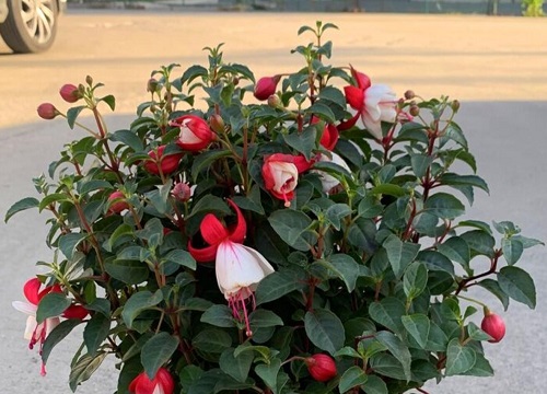 红灯笼花的养殖方法和注意事项 红灯笼花怎么养