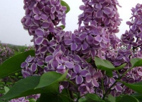 紫丁香的花语是什么寓意