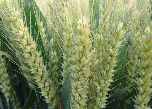 河北节水抗旱小麦哪个品种好 最耐旱小麦品种排名