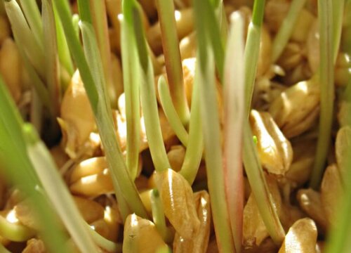 豆芽的种植方法