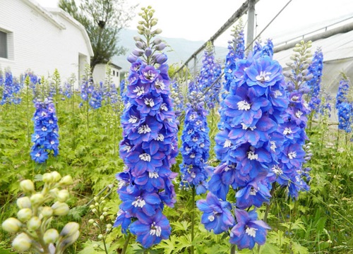 新疆庭院适合种什么花好养又好看 新疆室外种的四大花卉