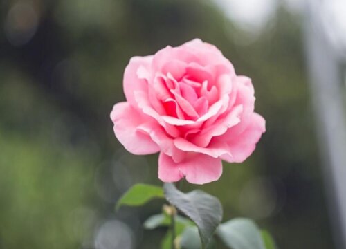 粉玫瑰代表什么象征意义 粉色玫瑰花代表什么寓意