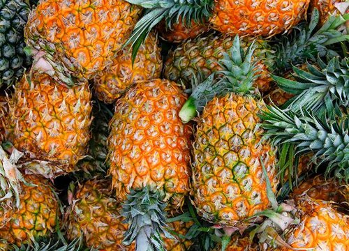 凤梨和菠萝是一种水果吗 属于同一种东西吗