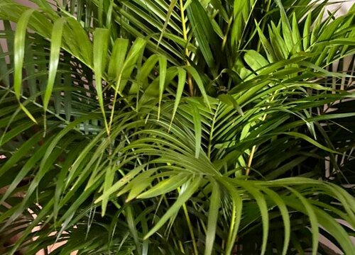 凤尾竹可以水培吗 水培生根的养殖方法