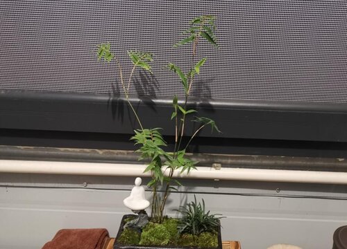 大型绿植花卉凤尾竹如何养护