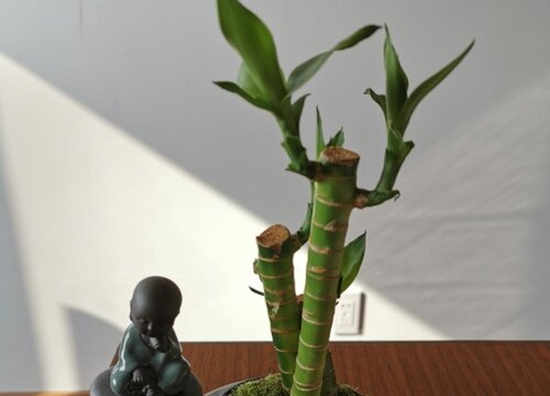 如何养护富贵竹能很快长出大白根