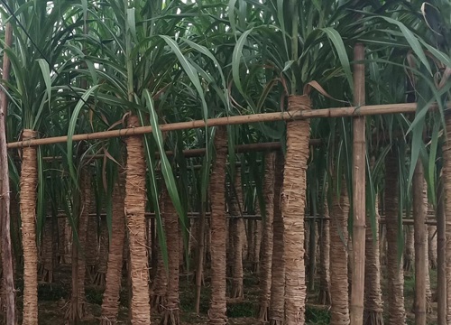 甘蔗什么时候种植最佳 甘蔗的种植方法和时间