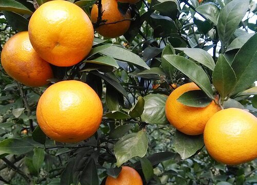柑橘果期有多久 果期养护与管理方法