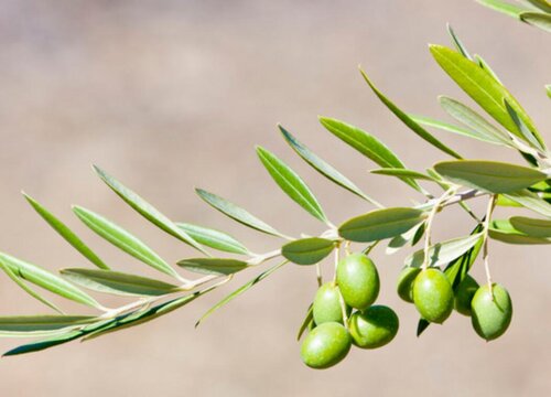 橄榄什么季节成熟 成熟时间是几月到几月