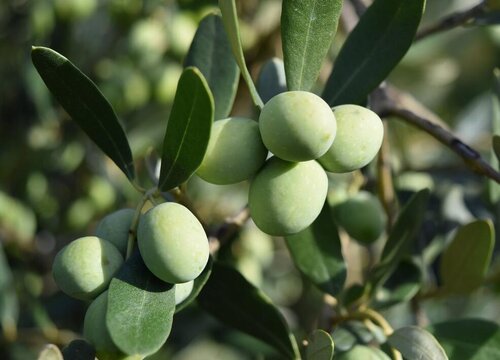 橄榄树象征着什么意义