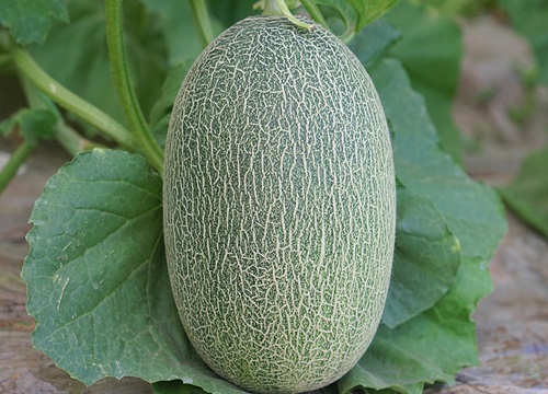 哈密瓜几月份种植最好 一年可以种几季